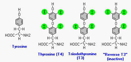 Structure of thyroid hormones